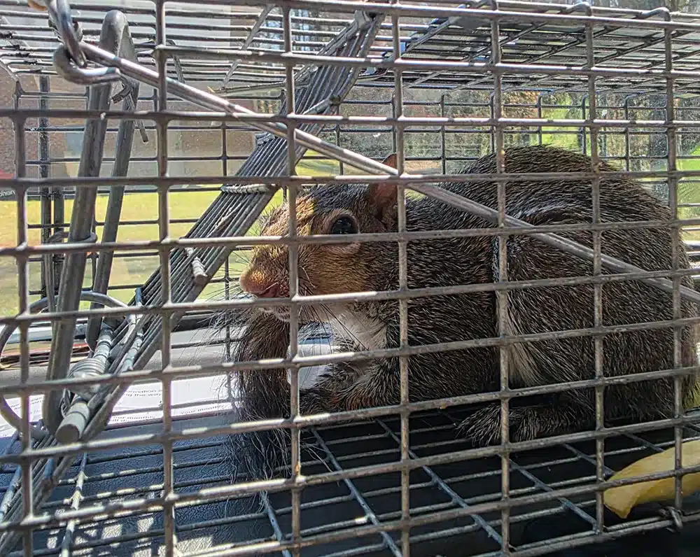 squirrel in a humane cage