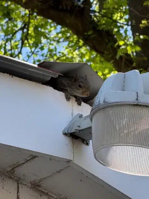 squirrel in roofline