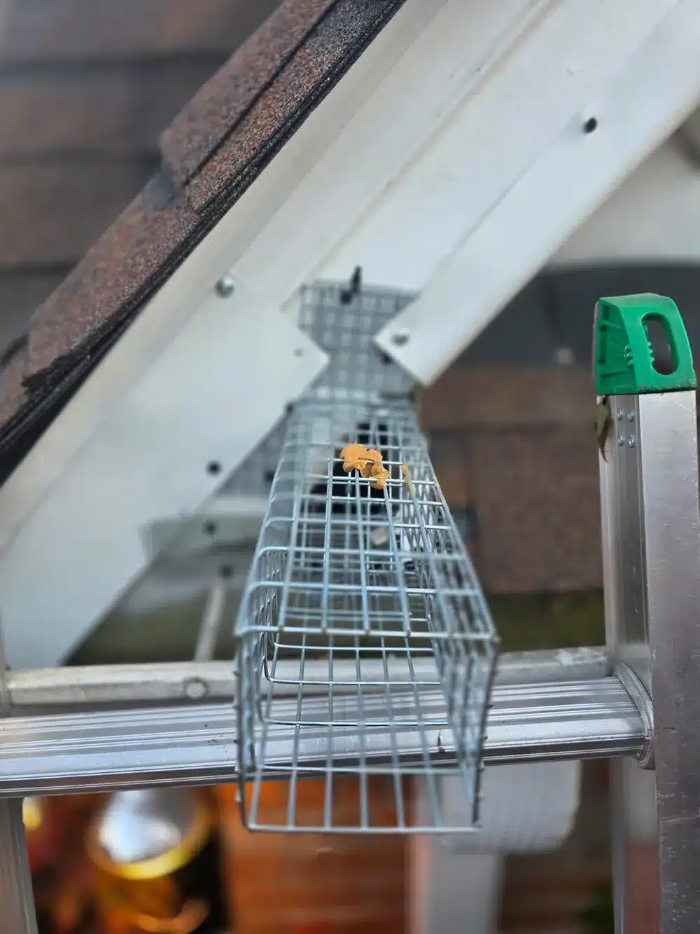 squirrel one way escape tunnel