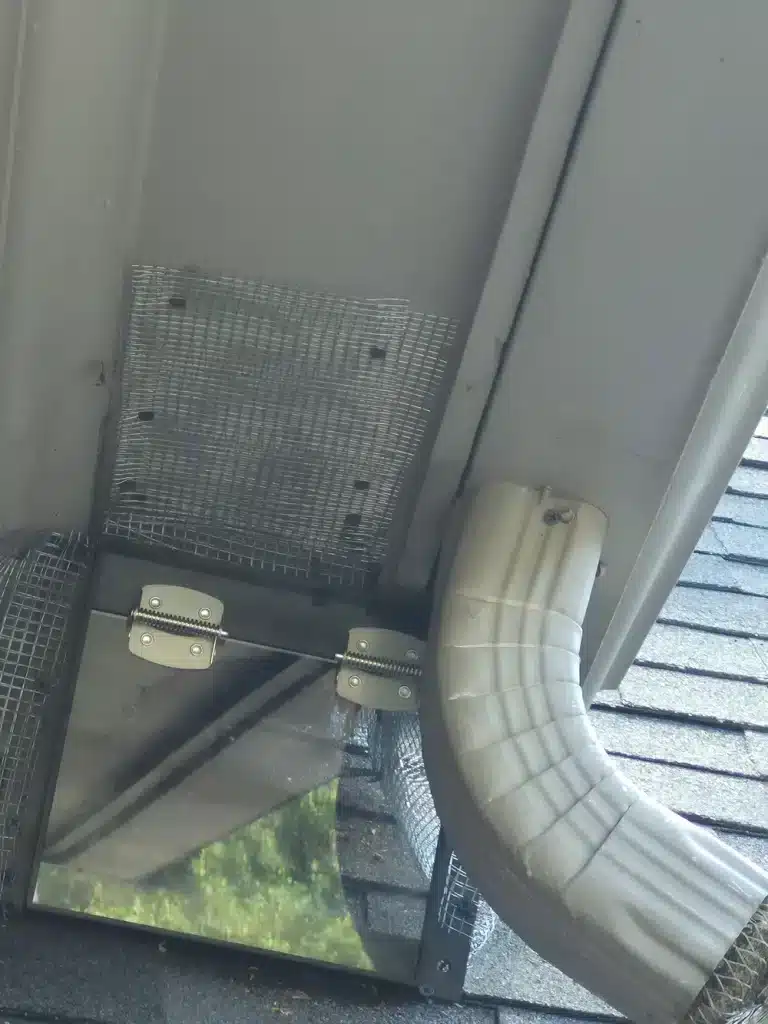 raccoon trap from outside