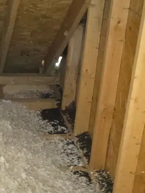 bat guano in attic